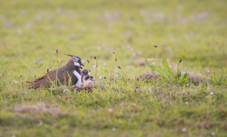 Denk om weidevogelnesten bij het bemesten